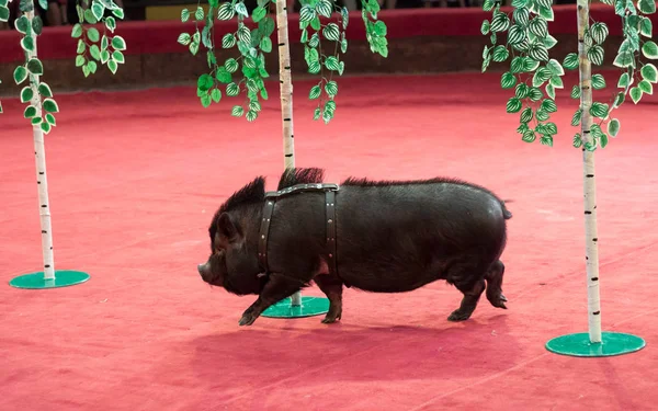 Pig and birch. A black pig on short legs runs between the trunks of toy birches in the circus aren