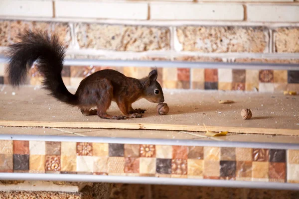 베란다에 단백질입니다 꼬리와 다람쥐 합판에 앉아서는 Walnu — 스톡 사진