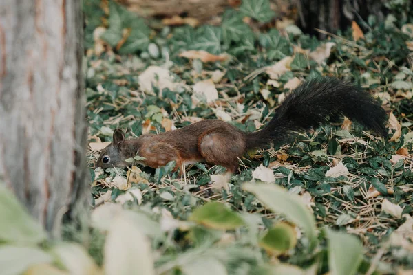 Red Haired Plain Squirrel Fluffy Tail Sits Ground Front Tree — Stock Photo, Image