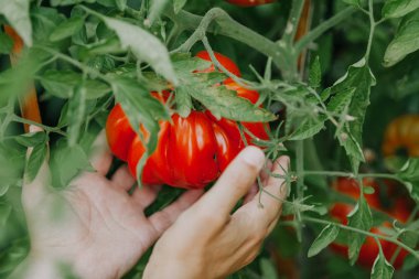 büyük kırmızı domates yivli bir dev bir yeşil çalı yetişir çeşitli yapısını yivli. Altında iki el vardır