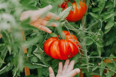 büyük kırmızı domates yivli bir dev bir yeşil çalı yetişir çeşitli yapısını yivli. Altında iki el vardır