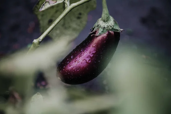 Vegetables after the rain. Blue ripe eggplant grows on a green branch. Drops of water after the rain are visible on the vegetabl