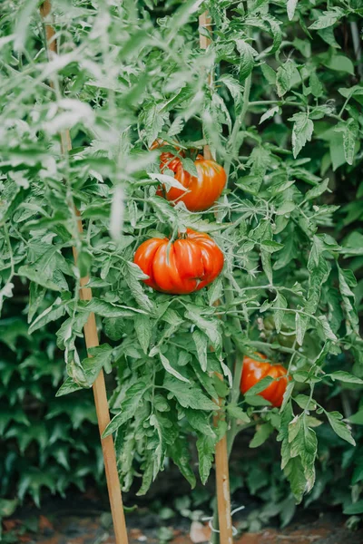 トマトのブッシュ な大きな赤いトマト リブ構造リブの巨大な成長背の高い緑バス — ストック写真