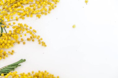 Bahar hala hayattır. Sarı mimoza dalı beyaz bir sırtüstü uzanır.