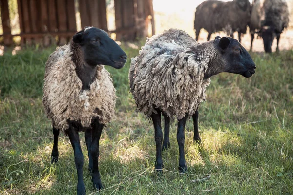Two Sheep Black Head Graze Green Grass Yard Summer — Stock Photo, Image