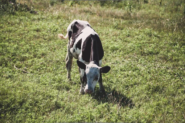 Ternera Vaca Traje Marrón Blanco Comiendo Una Hierba Verde Prado — Foto de Stock