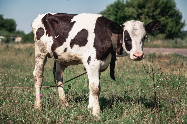 Ternera Vaca Traje Marrón Blanco Comiendo Una Hierba Verde Prado — Foto de Stock