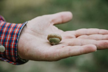 Genç adamın eli üzerinde yeşil bir adam üzerinde meşe palamudu yalan yeşil