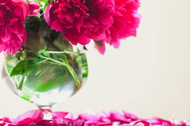 Peonies masanın üzerinde. Kısa bacaklar parlak kırmızı çiçekler şeffaf bir vazo içinde standı. Masanın üstüne düşmüş zavallı petal yalan