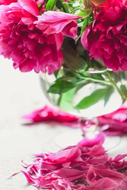 Peonies masanın üzerinde. Kısa bacaklar parlak kırmızı çiçekler şeffaf bir vazo içinde standı. Masanın üstüne düşmüş zavallı petal yalan
