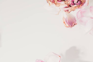 Çiçek arka plan. Beyaz bir adam su bir tayin ile solmuş gül güzel yaprakları