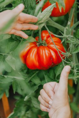büyük kırmızı domates yivli bir dev bir yeşil çalı yetişir çeşitli yapısını yivli. Altında iki el vardır