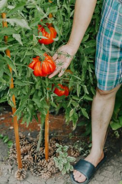 büyük kırmızı domates yivli bir dev bir yeşil çalı yetişir çeşitli yapısını yivli. Han alt sağ