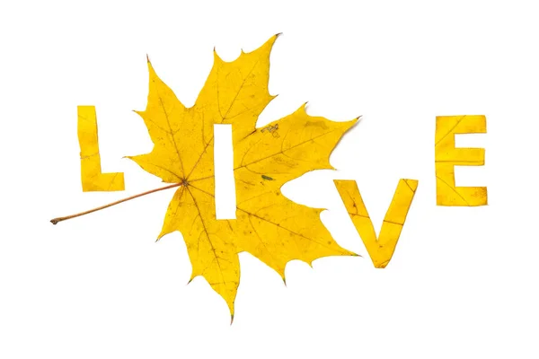 Leven Brief Gesneden Een Mooie Gele Maple Leaf Een Witte — Stockfoto