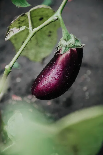 Vegetables after the rain. Blue ripe eggplant grows on a green branch. Drops of water after the rain are visible on the vegetabl