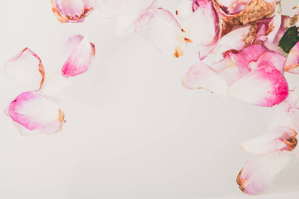 Floral abstract background. Beautiful petals of withered roses with a float in the water on a white backgroun