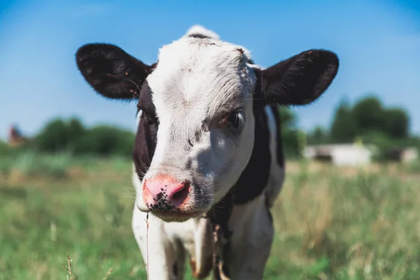 Cow Calf White Head Pretty Black Spot Right Eye Stands — Stock Photo, Image