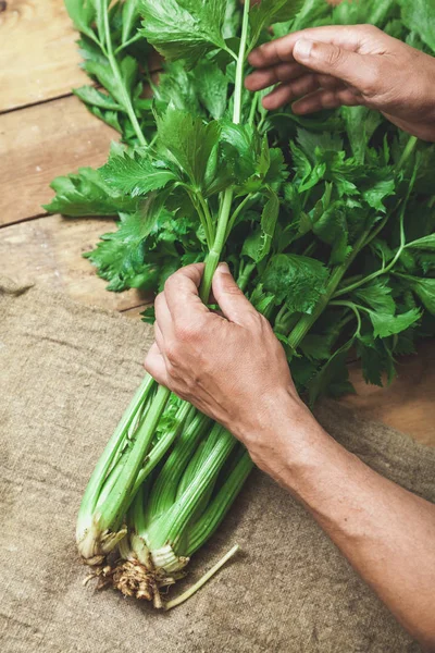 Cosecha Las Manos Las Manos Del Chef Arrancan Las Fragantes —  Fotos de Stock