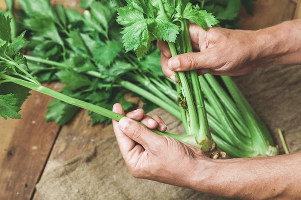 Harvest Hands Hands Cook Share Stalks Celery Odorous Large Green — Stock Photo, Image