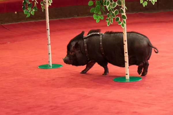 Schwein Und Birke Ein Schwarzes Schwein Auf Kurzen Beinen Läuft — Stockfoto
