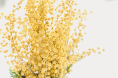 Bahar geldi. Beyaz bir adam sarı Mimoza şube