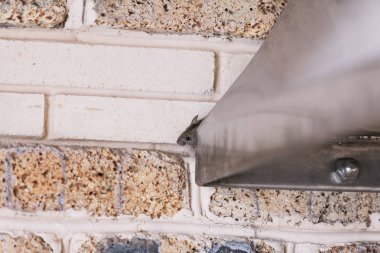 Küçük gri fare paslanmaz bir metal yapıdan tuğla bir duvara doğru sürünerek çıkar.