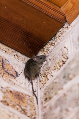 Uzun kuyruklu küçük gri fare tuğla işinin en üst köşesinde oturuyor.