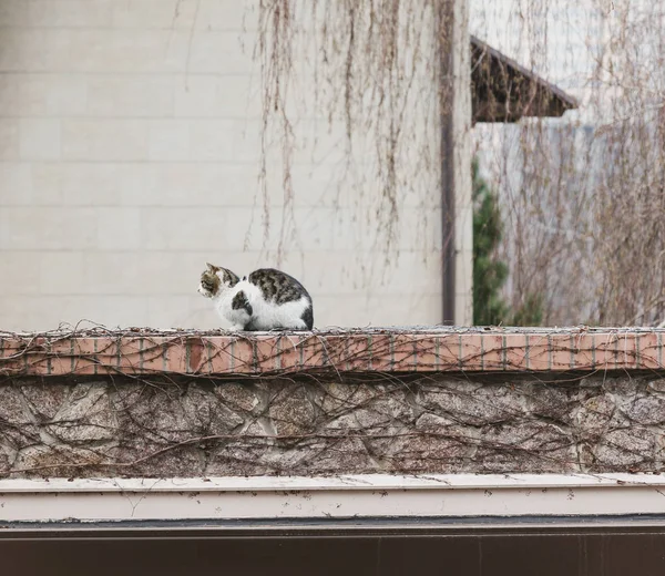 白い壁の比較に対してレンガ塀の上に座って美しいのふわふわ白と灰色猫 — ストック写真