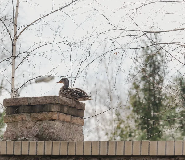 Pato Selvagem Mallard Senta Uma Coluna Tijolo Primavera Afternoo — Fotografia de Stock
