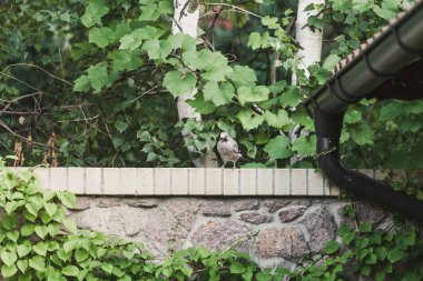 güzel jay bir yaz gününde bir tuğla çitin üzerine oturur. Yeşil huş bırak