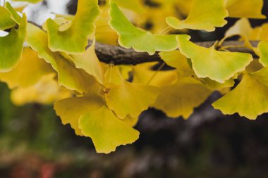 Orijinal yuvarlak sarı kalıntı ginkgo ağacının dalını özgün şekli kapat-u yaprakları