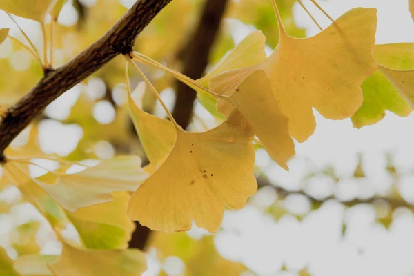 Větev Stromu Ginkgo Relikvie Původní Kruhové Žluté Listy Původního Tvaru — Stock fotografie