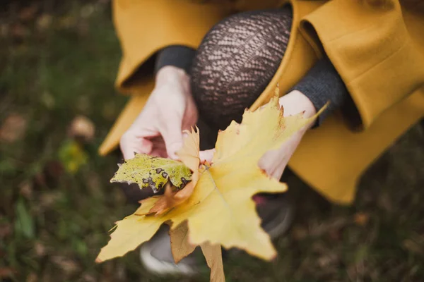 Female Graceful Hands Holding Large Fallen Maple Leaves Close Par — Stock Photo, Image