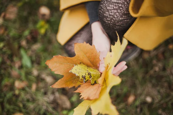 Female Graceful Hands Holding Large Fallen Maple Leaves Close Par — Stock Photo, Image