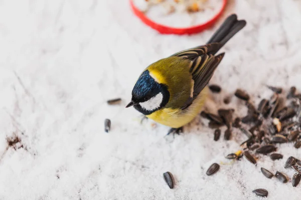 冬天的鸟 可爱的山雀坐在雪堆上 附近是黑色葵花籽 — 图库照片