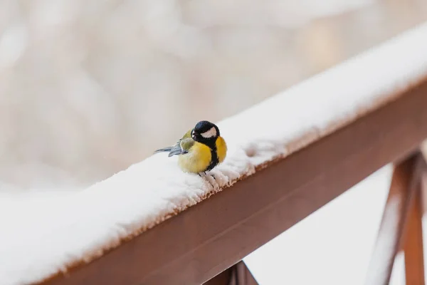 Kuşlar Kışın Tatlı Baştankara Ahşap Bir Çit Bir Karla Kaplı — Stok fotoğraf