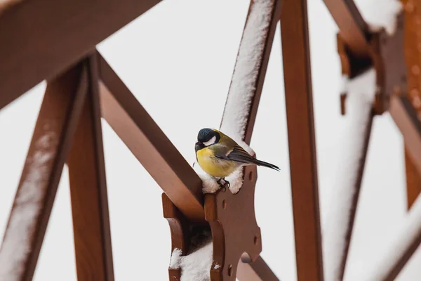 Pájaros Invierno Linda Teta Está Sentado Construcción Cubierta Nieve Fenc — Foto de Stock