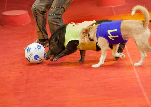 動物競技者であります 子豚とスポーツ マネキンで犬サーカス解決にサッカーをプレイします — ストック写真