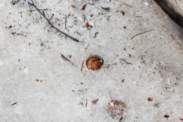 Inverno Chegou Noz Marrom Está Dentro Camada Sno — Fotografia de Stock