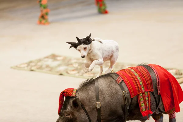 White dog deftly jumps over the back of the pig in the circus aren