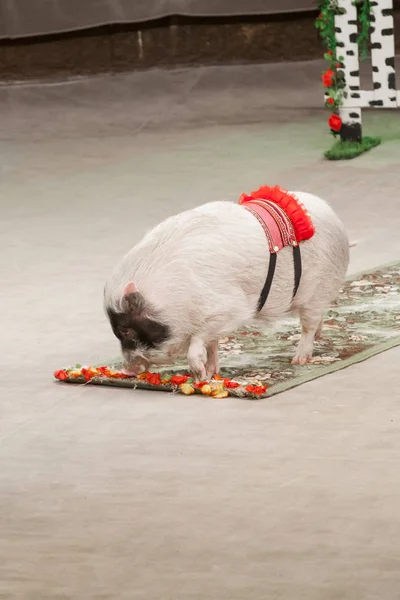 Big Pig Rolls Out Carpet Circus Aren — Stock Photo, Image