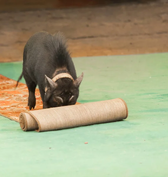 Schweinchen Rollt Teppich Zirkus Aus — Stockfoto