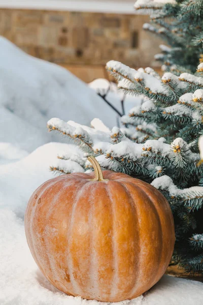 Овощи Снегу Круглая Спелая Оранжевая Тыква Лежит Белом Снежном Покрове — стоковое фото