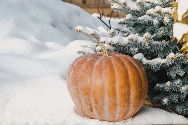 Legumes Neve Uma Abóbora Laranja Madura Redonda Está Uma Cobertura — Fotografia de Stock