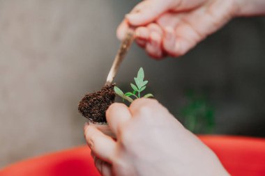 Fidan Dikim. El ile uzun bir handl yeşil filiz domates kaşıkla bir Plastik Konteyner toprakta kompakt