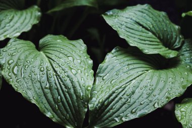 Yağmurdan sonra. Ev sahibi planının sulu yeşil yaprakları üzerinde güzel su damlaları