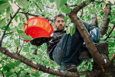 Kırmızı Kiraz topluluğu. Bir adam bir ağaç dalı üzerinde oturur ve bir kırmızı plastik konteyner tutar. Alt vie