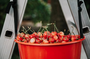 Kırmızı Kiraz topluluğu. Kırmızı konteyner, tamamen olgun kırmızı cherrie ile dolu
