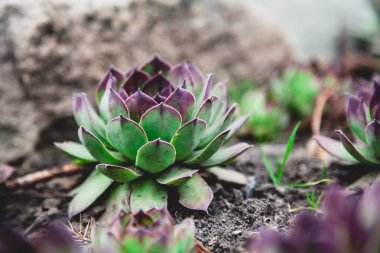 Echeveria agav var. Sulu kırmızı ipuçları ile yeşil yaprakları yoğun bir rozet topraklarında yetişir. Yan vie