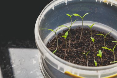 Fidan büyüyoruz. İnce domates lahanası yeşil yaprakları ile bir yuvarlak plastik containe büyümek